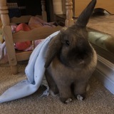 Entry image for Lola