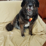 Entry image for Annie 