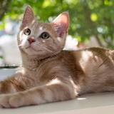 Entry image for Cashew