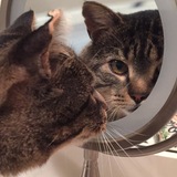 Entry image for Skippy 