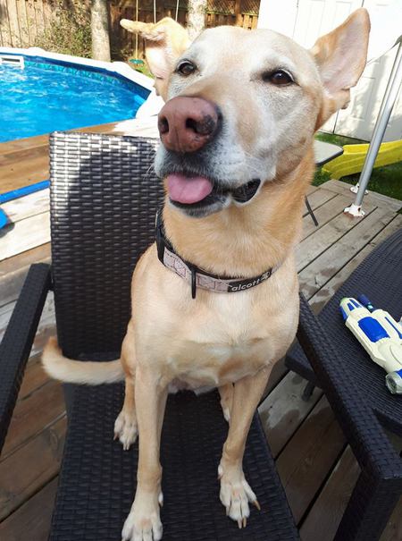 Entry image for Luna. Clicking this image will show a larger photo