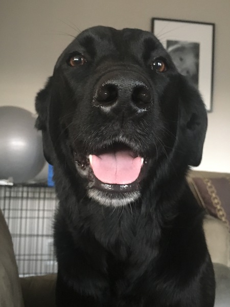 Entry image for Daisy. Clicking this image will show a larger photo