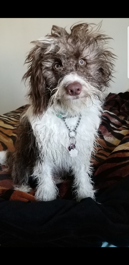 Entry image for MAYA . Clicking this image will show a larger photo