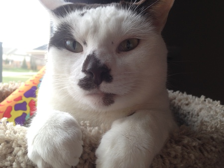 Entry image for Sunna. Clicking this image will show a larger photo