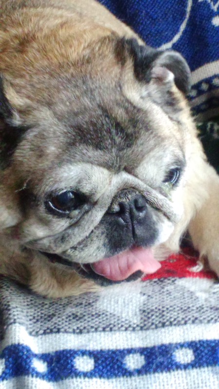 Entry image for Buster. Clicking this image will show a larger photo