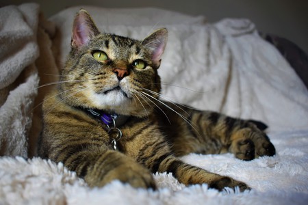 Entry image for Rowan. Clicking this image will show a larger photo