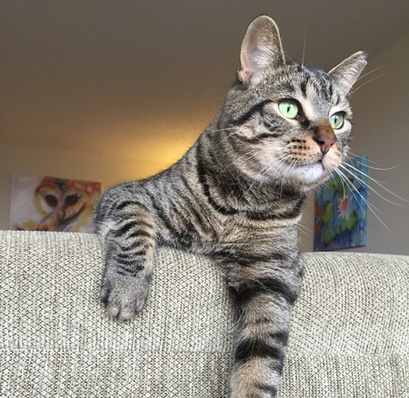 Entry image for Lucas. Clicking this image will show a larger photo