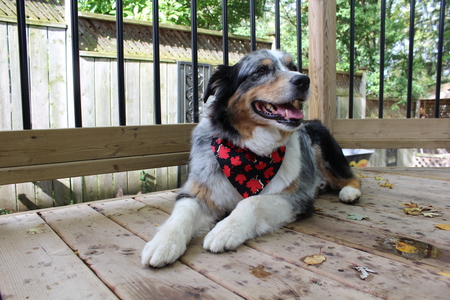 Entry image for Kirby. Clicking this image will show a larger photo