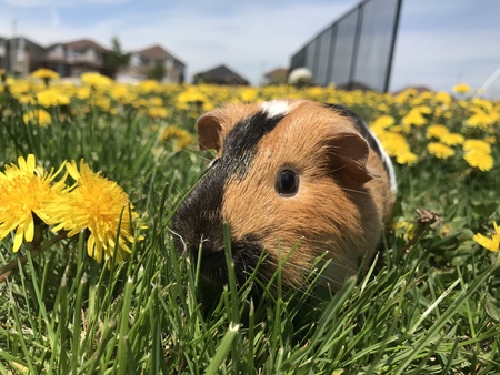 Entry image for Marbles. Clicking this image will show a larger photo