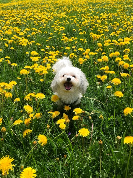 Entry image for Maggie. Clicking this image will show a larger photo