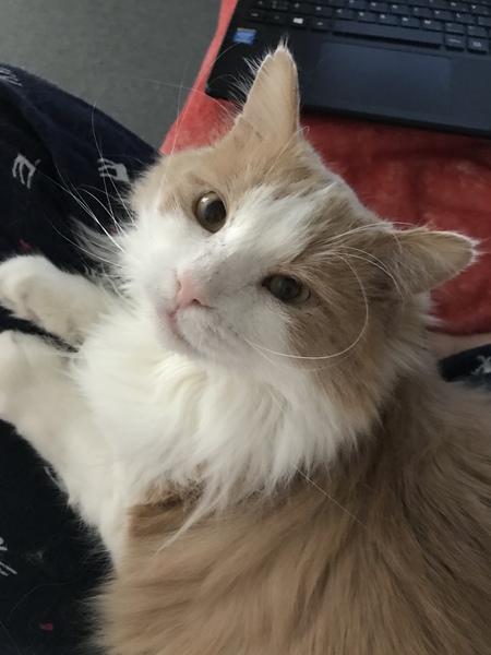 Entry image for Honeycomb . Clicking this image will show a larger photo