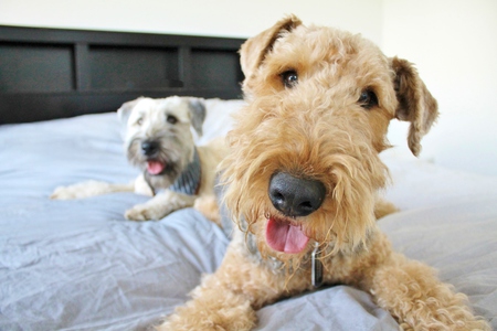 Entry image for Georgie. Clicking this image will show a larger photo