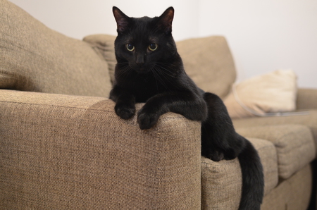 Entry image for Coal. Clicking this image will show a larger photo