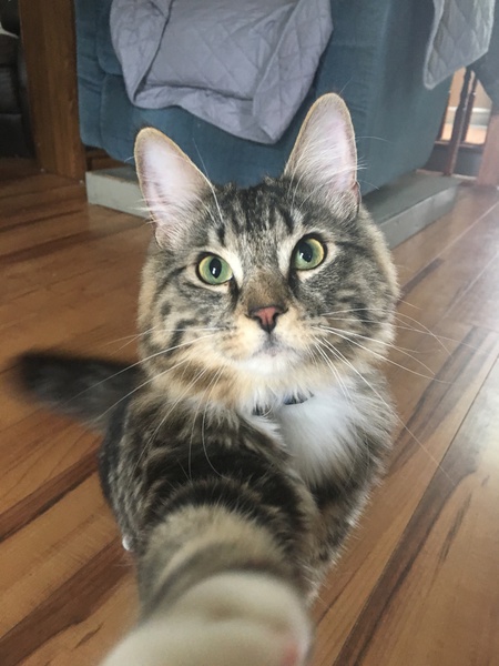 Entry image for Bruno. Clicking this image will show a larger photo