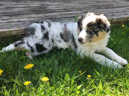 Entry image for Jovi. Clicking this image will show a larger photo