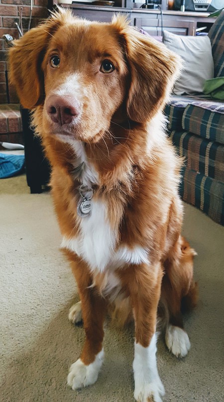 Entry image for Otis. Clicking this image will show a larger photo