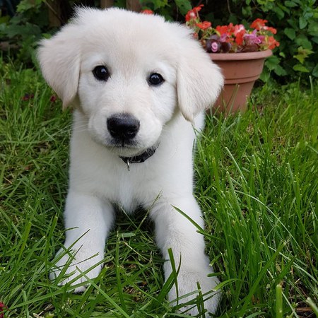 Entry image for Ranger. Clicking this image will show a larger photo