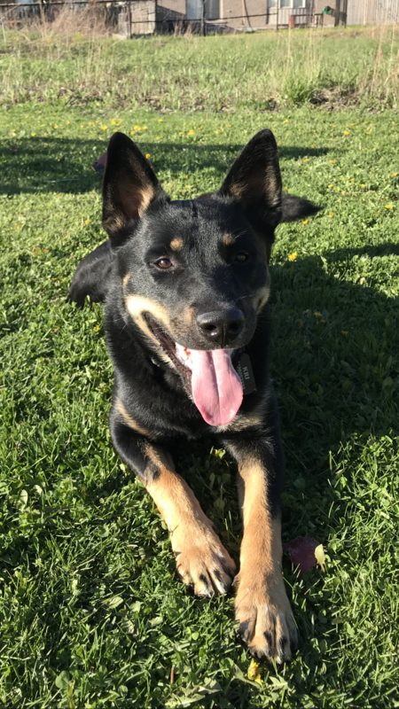 Entry image for Lucky. Clicking this image will show a larger photo