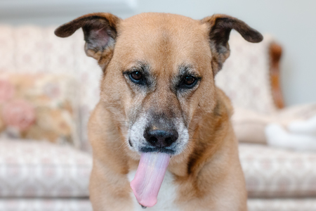 Entry image for Loyal. Clicking this image will show a larger photo