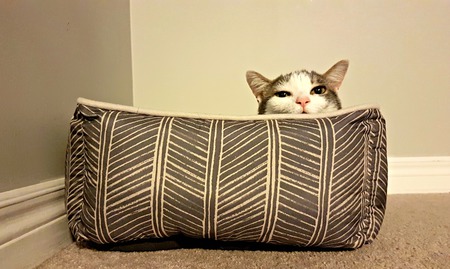 Entry image for Carmen. Clicking this image will show a larger photo