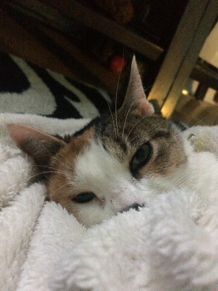 Entry image for Angel. Clicking this image will show a larger photo