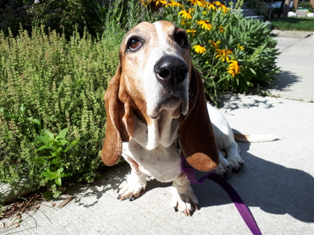 Entry image for Daisy . Clicking this image will show a larger photo