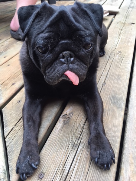 Entry image for Norman . Clicking this image will show a larger photo