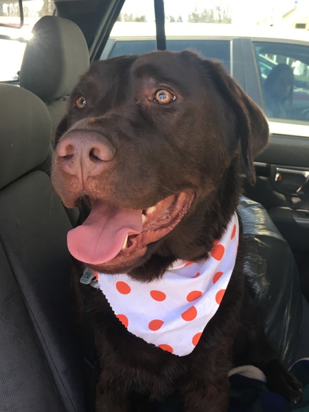 Entry image for Lincoln . Clicking this image will show a larger photo