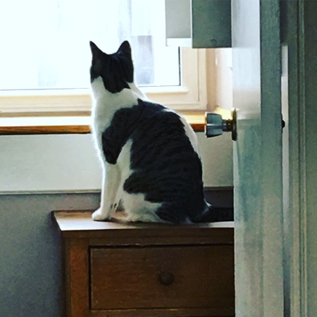 Entry image for Moshi. Clicking this image will show a larger photo