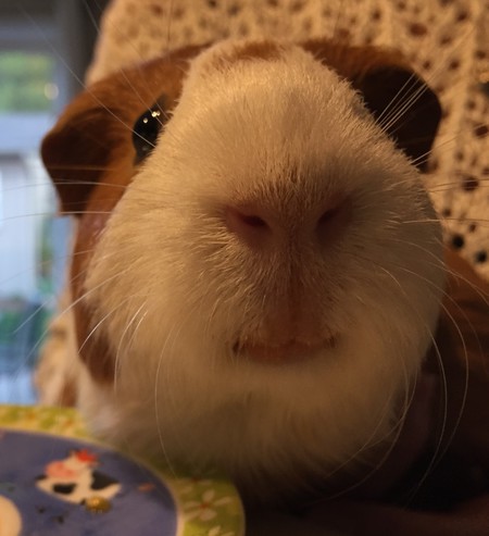 Entry image for Zoey. Clicking this image will show a larger photo