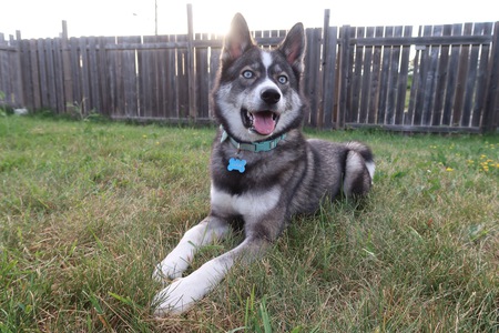 Entry image for Luna. Clicking this image will show a larger photo