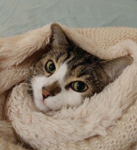 Entry image for Benny. Clicking this image will show a larger photo