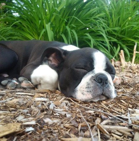 Entry image for Herbs. Clicking this image will show a larger photo