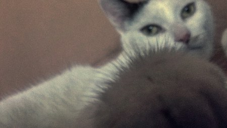 Entry image for Lola. Clicking this image will show a larger photo