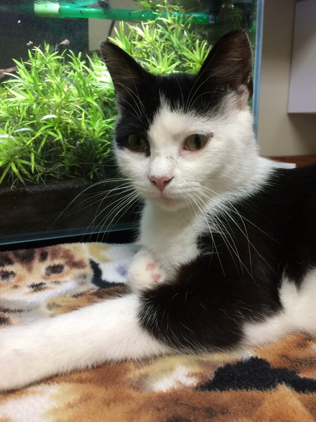 Entry image for Pickles. Clicking this image will show a larger photo