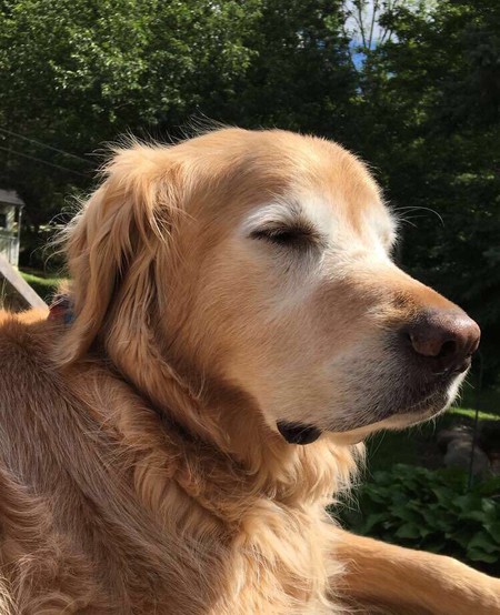 Entry image for Finley. Clicking this image will show a larger photo