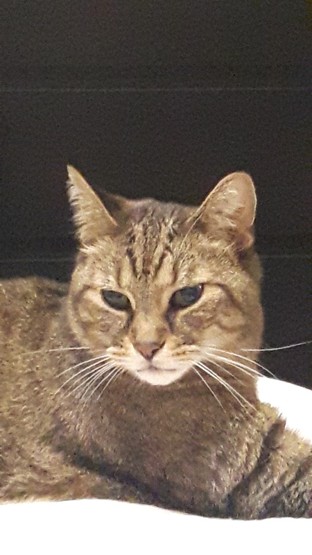 Entry image for Tiny. Clicking this image will show a larger photo