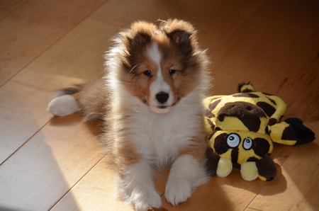 Entry image for Shelby. Clicking this image will show a larger photo