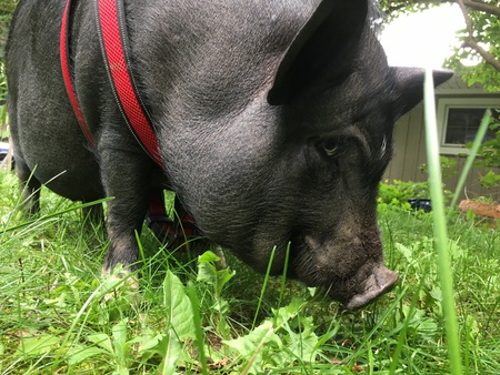 Entry image for Milo. Clicking this image will show a larger photo