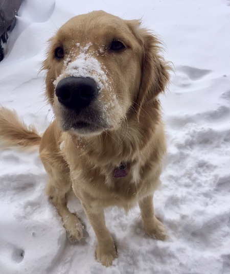 Entry image for Stella. Clicking this image will show a larger photo