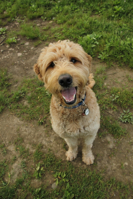 Entry image for Llewie. Clicking this image will show a larger photo