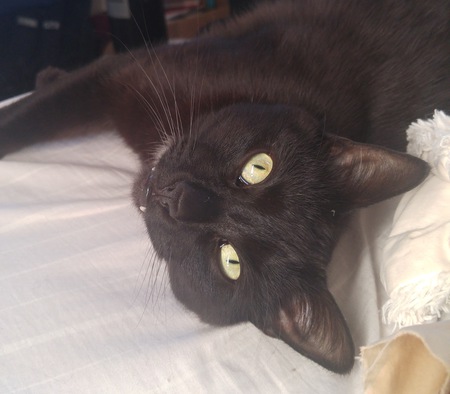 Entry image for Sweet Potato. Clicking this image will show a larger photo