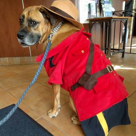 Entry image for Roscoe. Clicking this image will show a larger photo