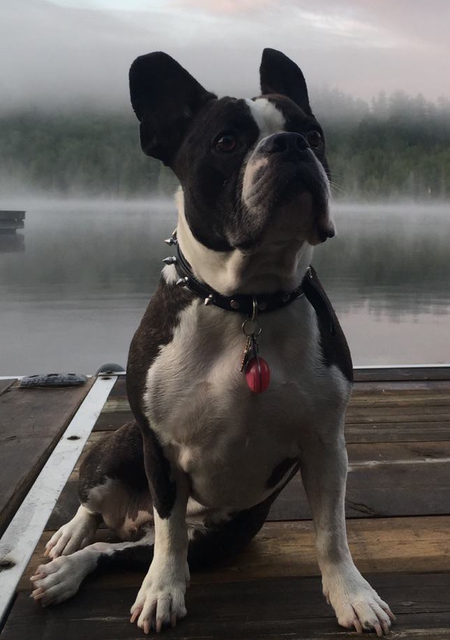 Entry image for Stella. Clicking this image will show a larger photo