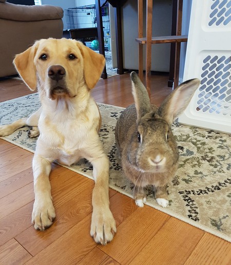 Entry image for Molly. Clicking this image will show a larger photo