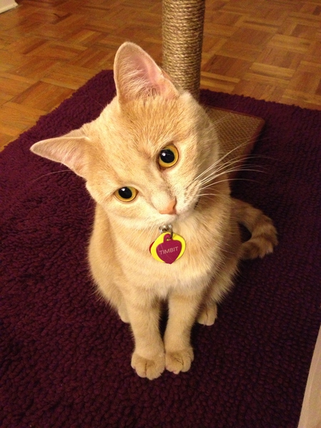 Entry image for Timbit. Clicking this image will show a larger photo