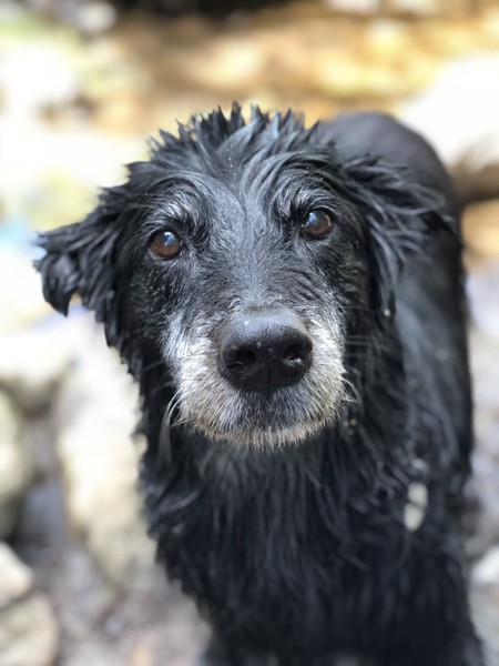 Entry image for Cali. Clicking this image will show a larger photo