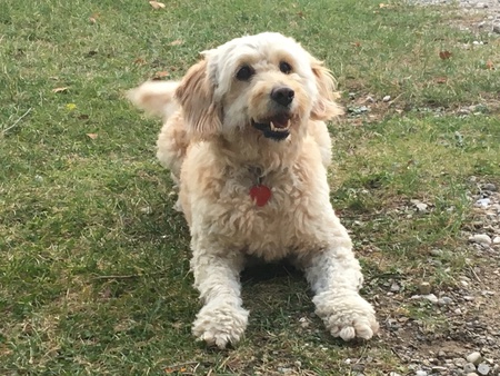 Entry image for Portia. Clicking this image will show a larger photo