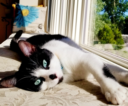 Entry image for Blue. Clicking this image will show a larger photo