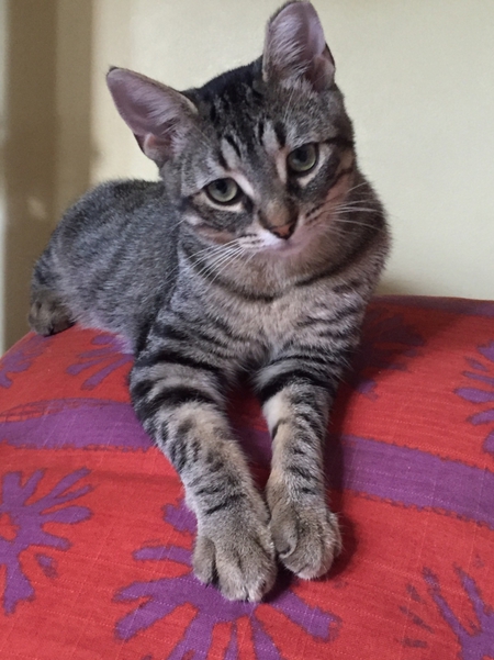 Entry image for Sam. Clicking this image will show a larger photo